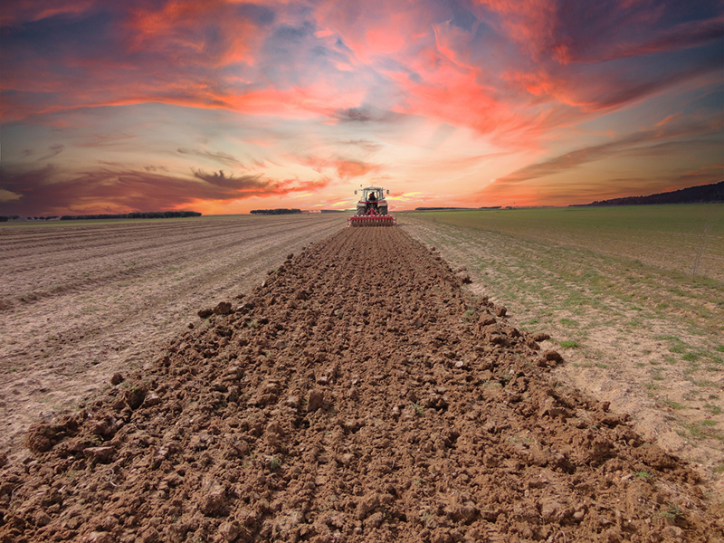 Feld being cultivated by an Ovlac Versatill tine cultivator